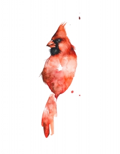 Watercolor painting of a Cardinal