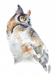 Watercolor painting of Great Horned Owl